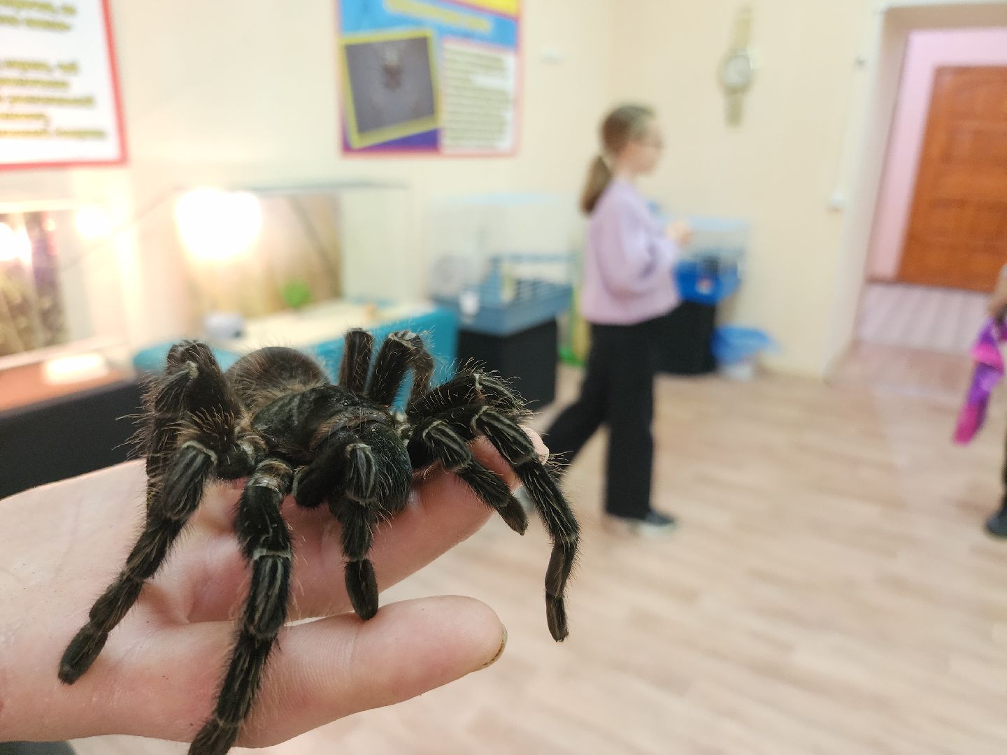 выставка экзотических насекомых