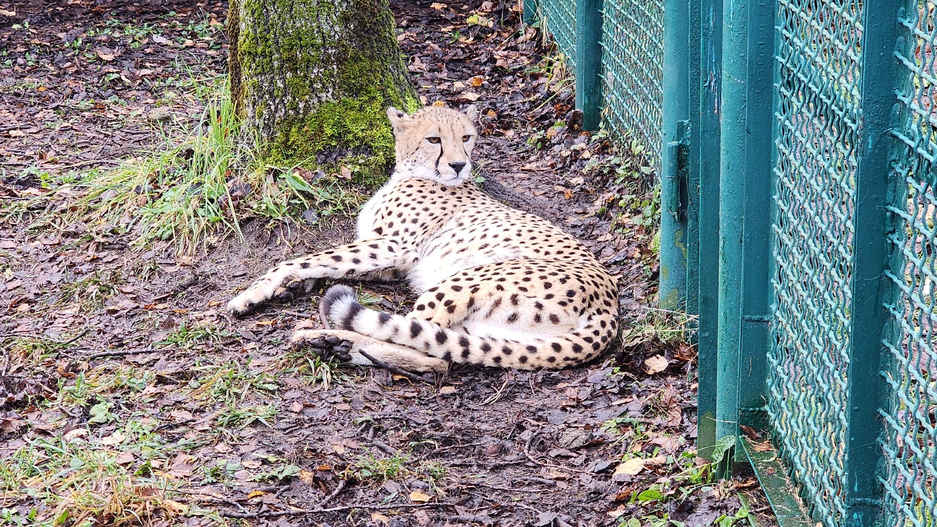 волоколамск