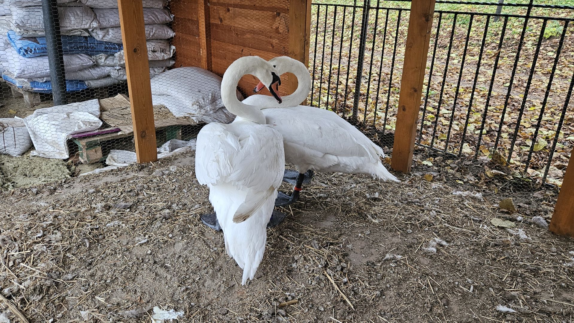 центральный парк победы