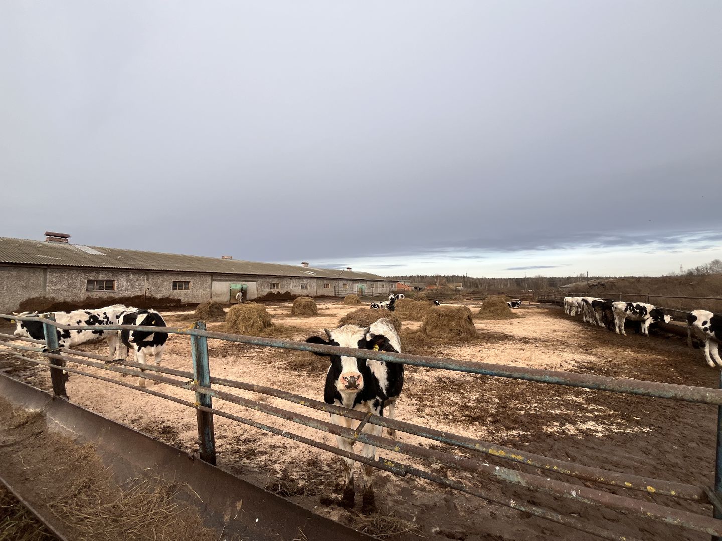 Сельское хозяйство