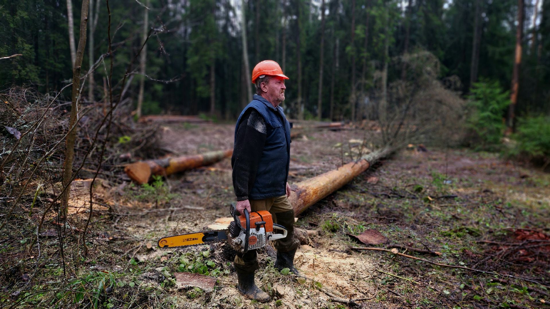 санитарная вырубка