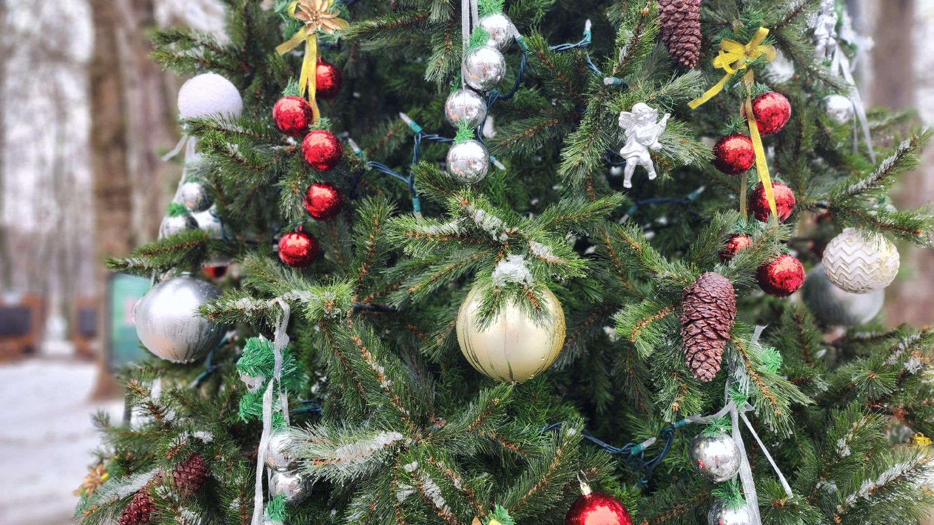 сестрорецкий парк