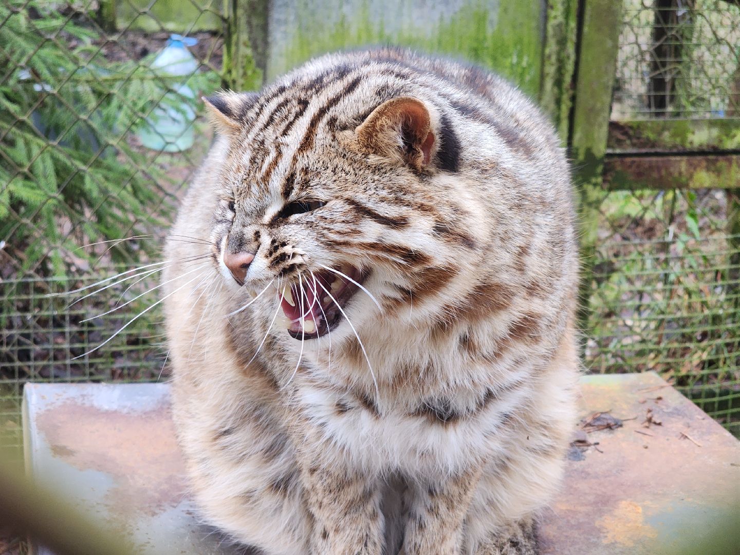 Черноголовка