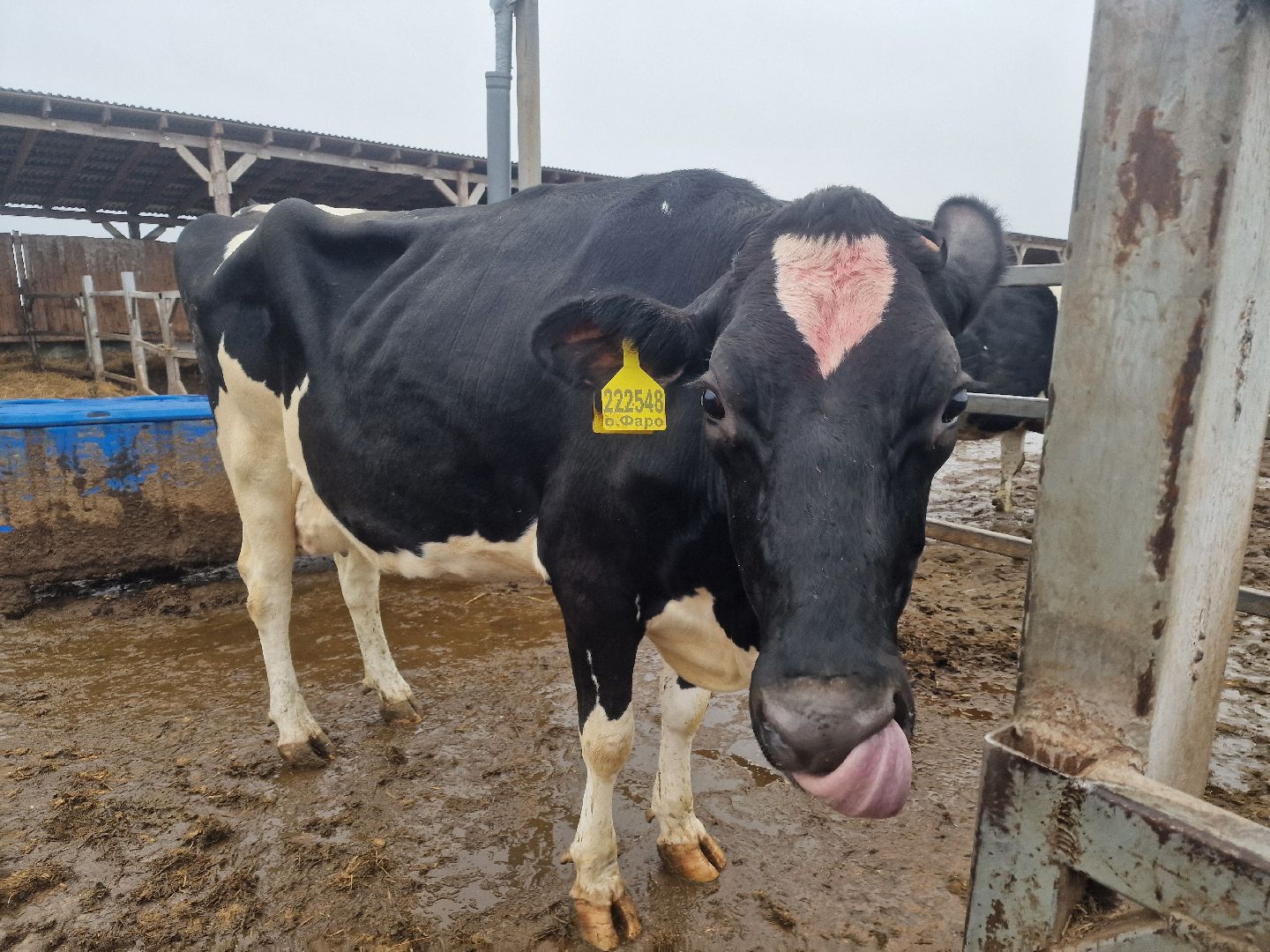 корова-рекордсменка