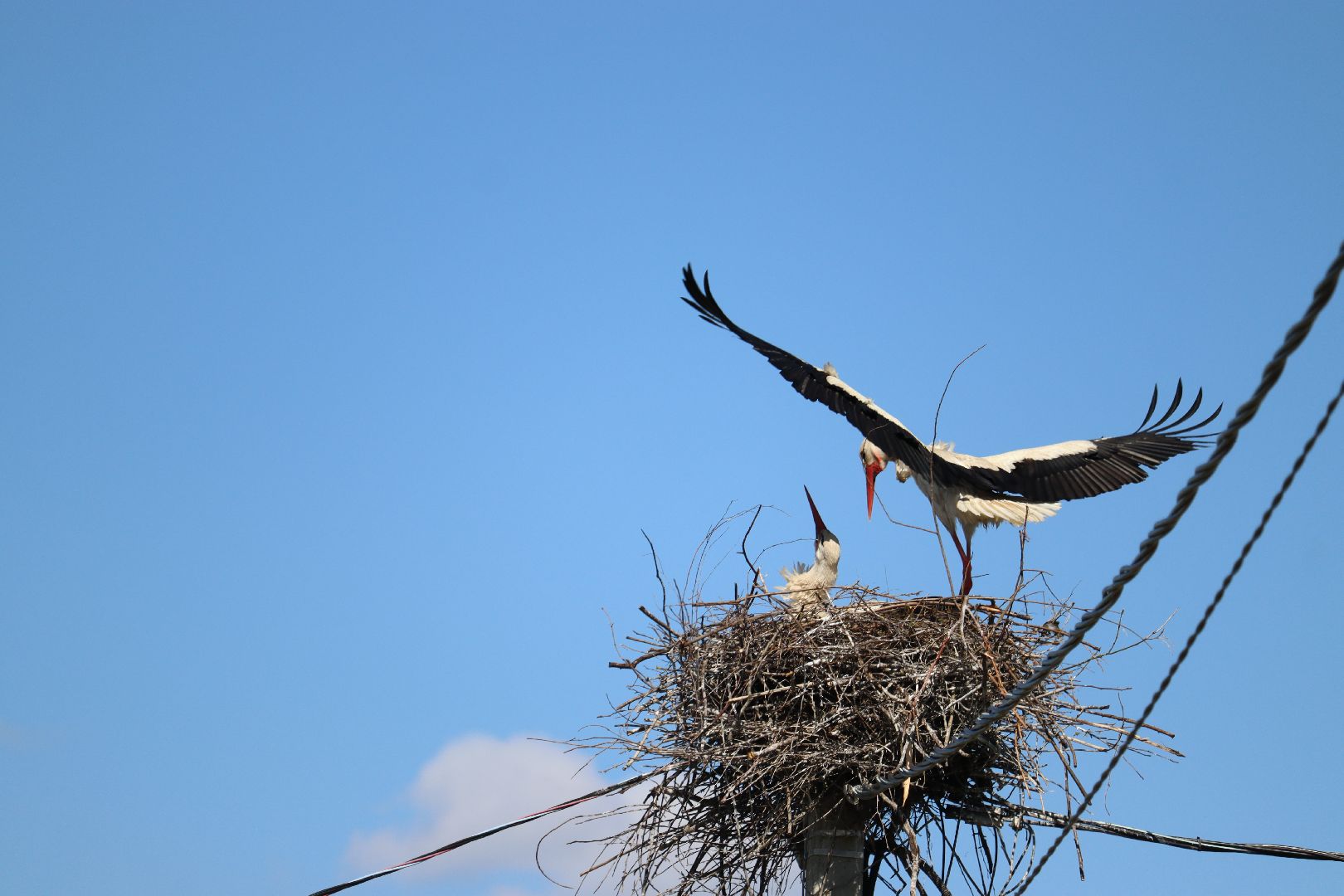 серебряные пруды