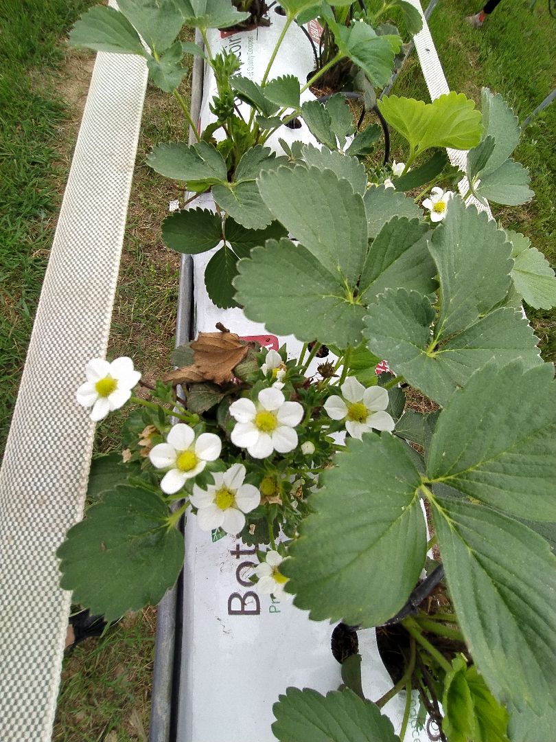 импортозамещение